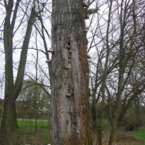 Strom s choroži z dálky